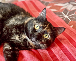 Кошки в Санкт-Петербурге: Юся хочет домой🐈🏡 Девочка, Бесплатно - фото 1