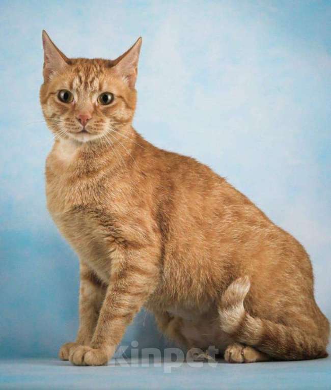 Кошки в Москве: Рыжий котик Симба в добрые руки Мальчик, Бесплатно - фото 2