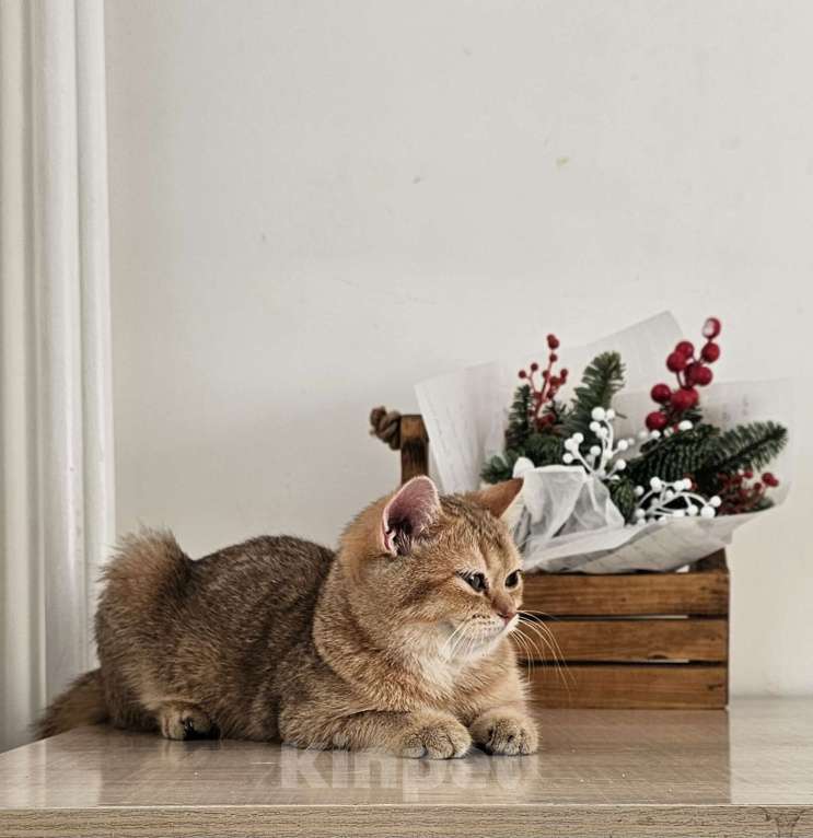 Кошки в Красноярске: Британская золотая шиншилла Окси Девочка, 40 000 руб. - фото 1