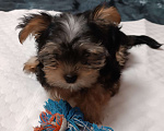 Собаки в Иркутске: Продажа щенка Йоркширский терьер  Мальчик, 20 000 руб. - фото 1