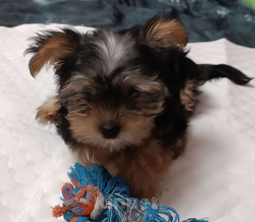 Собаки в Иркутске: Продажа щенка Йоркширский терьер  Мальчик, 20 000 руб. - фото 1