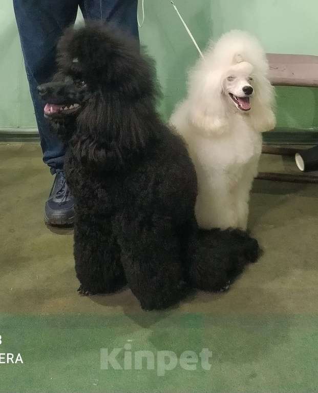 Собаки в Воронеже: Щeнки cрeднeго/миниатюрного пуделя, девочки Девочка, 50 000 руб. - фото 4