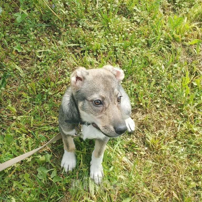 Собаки в Москве: Мини собака в добрые руки.  Девочка, 1 руб. - фото 6