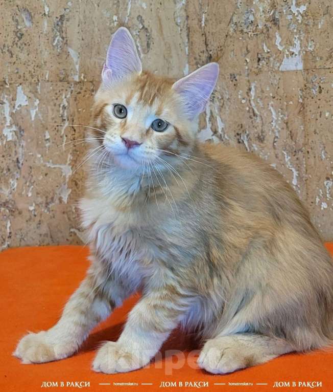 Кошки в других городах Ленинградской области: Кот мейн-кун Y’Zeus Raksi Line Мальчик, Бесплатно - фото 3