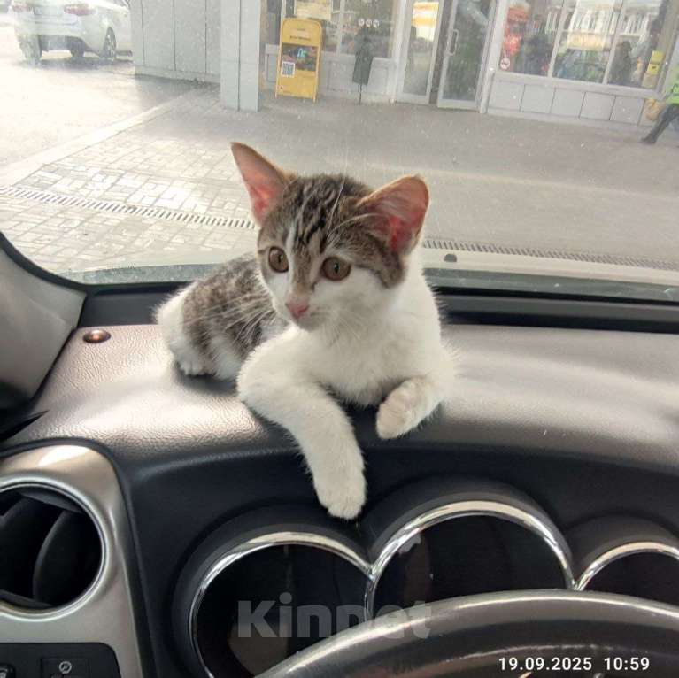 Кошки в Ульяновске: Ласковая девочка 2 мес. Девочка, Бесплатно - фото 1