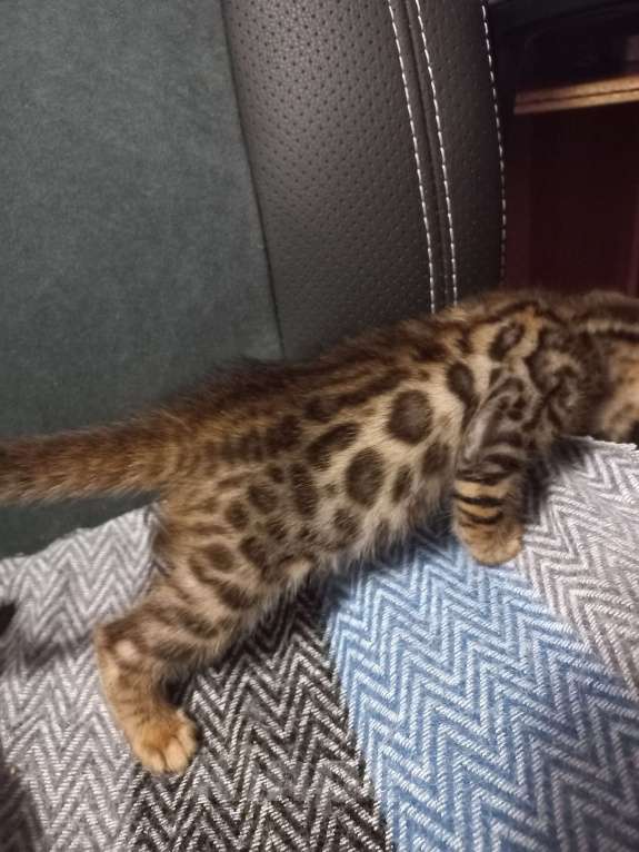 Кошки в Пензе: Бенгальские котята Девочка, 12 000 руб. - фото 4