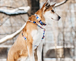 Собаки в Москве: Метис лайки в добрые руки Мальчик, Бесплатно - фото 2