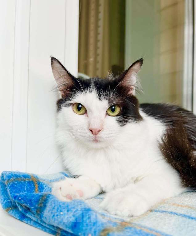 Кошки в Москве: Котенок Лаплас в добрые руки  Мальчик, Бесплатно - фото 8