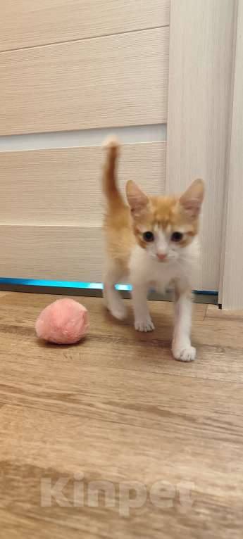 Кошки в Санкт-Петербурге: Котенок в добрые руки Мальчик, 1 руб. - фото 3