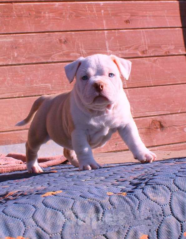 Собаки в Канске: булли-дети Мальчик, 70 000 руб. - фото 4