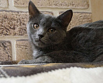 Кошки в Жуковском: Котята (3 мес) ищут дом, Бесплатно - фото 3