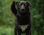 Собаки в Москве: Чёрный богатырь Макс в добрые руки Мальчик, 1 руб. - фото 2