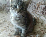 Кошки в Колпашево: Котята, Бесплатно - фото 4