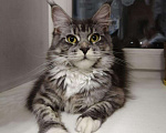 Кошки в Ачинске: Мейн - кун, 10 000 руб. - фото 4