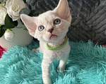 Кошки в Москве: Котенок Девон рекс мальчик с голубыми глазами Мальчик, 60 000 руб. - фото 1