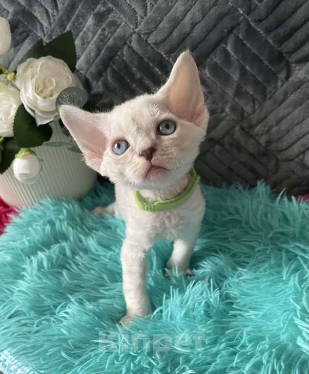 Кошки в Москве: Котенок Девон рекс мальчик с голубыми глазами Мальчик, 60 000 руб. - фото 1