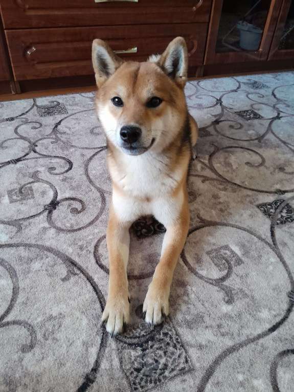 Собаки в Твери: Продаётся умный пёс породы Сиба-Ину Мальчик, Бесплатно - фото 4