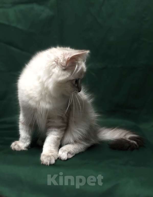 Кошки в Санкт-Петербурге: Невский маскарадный котёнок, кошка Девочка, 45 000 руб. - фото 3