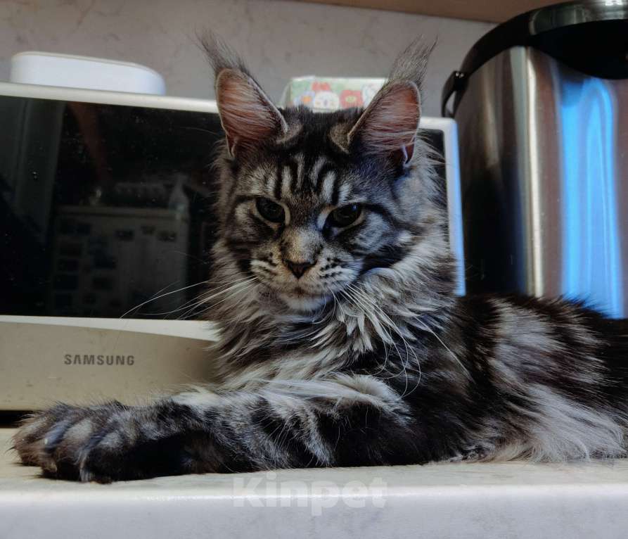 Кошки в Санкт-Петербурге: Девочка с длиннющим кисточками Девочка, 60 000 руб. - фото 4