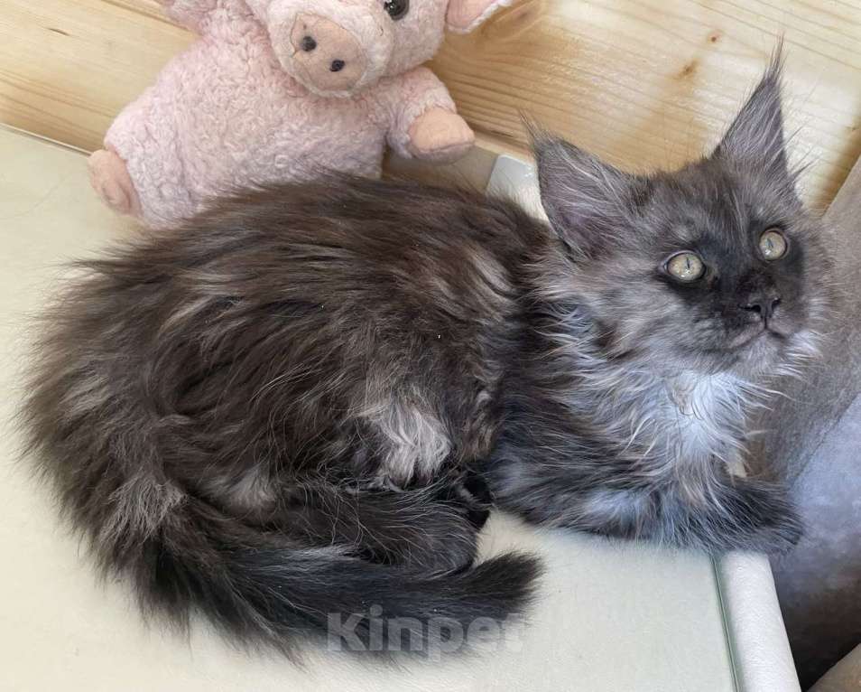 Кошки в других городах Приморского края: Шикарные котята Мальчик, 25 000 руб. - фото 1