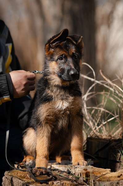 Собаки в Краснодаре: Щенки немецкой овчарки Разнополые, Бесплатно - фото 3