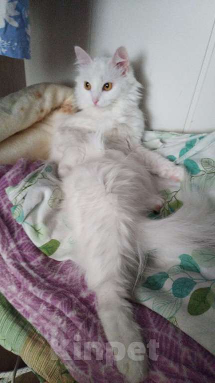 Кошки в Оренбурге: Ева ищет добрых хозяев Девочка, Бесплатно - фото 3