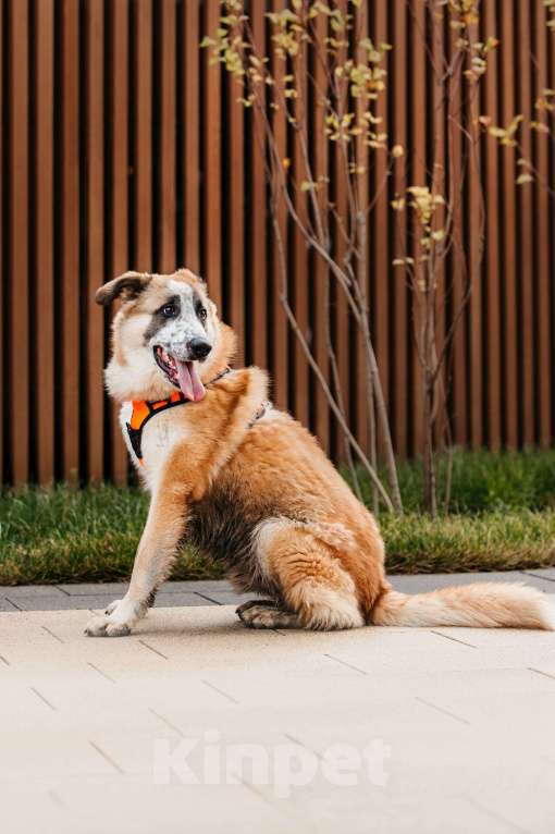 Собаки в Москве: Безбилетный Сапсан Мальчик, Бесплатно - фото 3