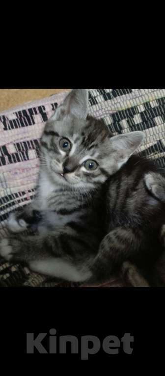 Кошки в Севастополе: Котёнок полосатый, серый. Мальчик, Бесплатно - фото 2