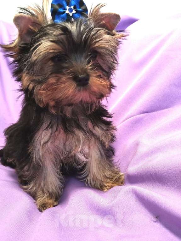 Собаки в Москве: Йоркширский терьер- верный друг на всю жизнь Мальчик, 35 000 руб. - фото 4