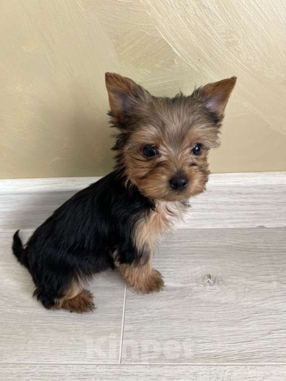 Собаки в Геленджике: Йоркширский терьер мини Мальчик, 18 000 руб. - фото 6