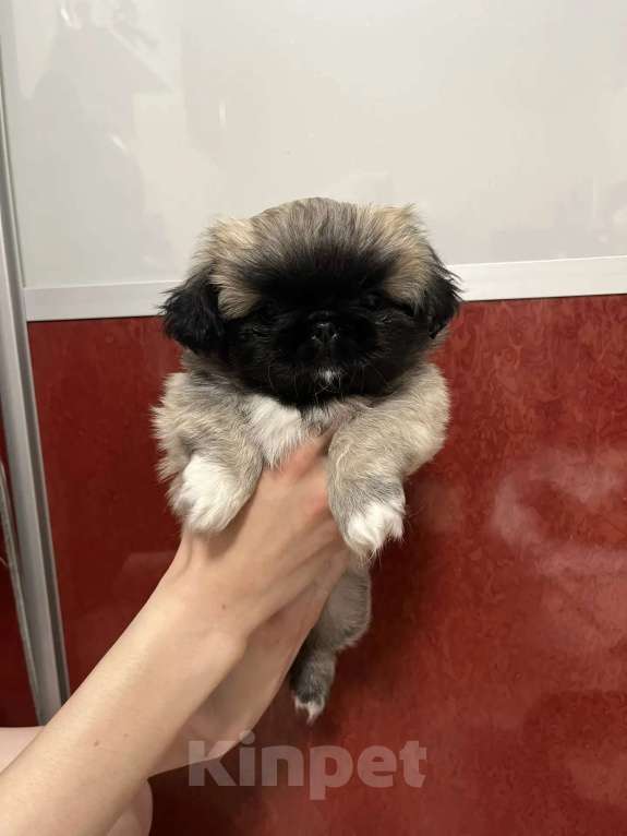 Собаки в Нижнем Новгороде: Продаю щенков пекинеса Разнополые, 20 000 руб. - фото 1