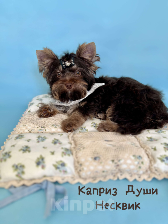 Собаки в Сосновом Бору: Мальчики шоко йорка Несквик ( документы НРКА) Мальчик, 50 000 руб. - фото 3