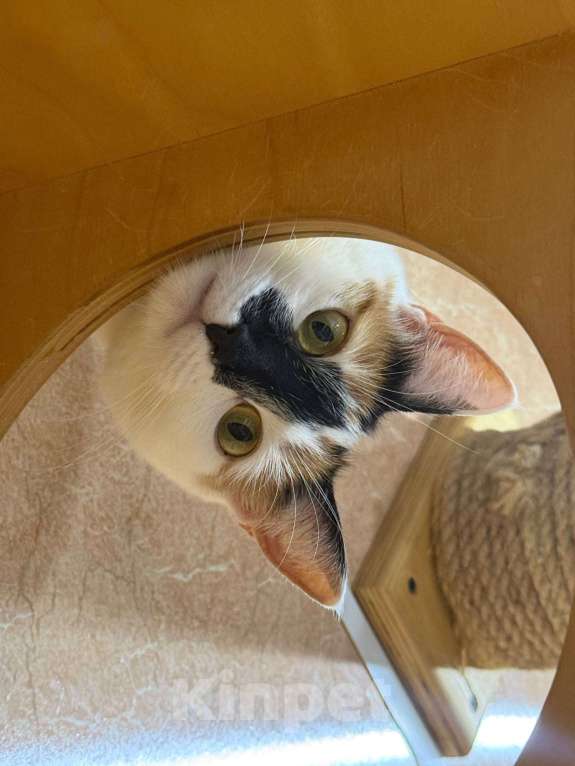 Кошки в Москве: Яркая коська в добрые руки Девочка, Бесплатно - фото 1