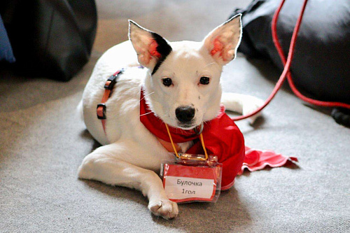 Очень красивая и добрая собака ищет дом