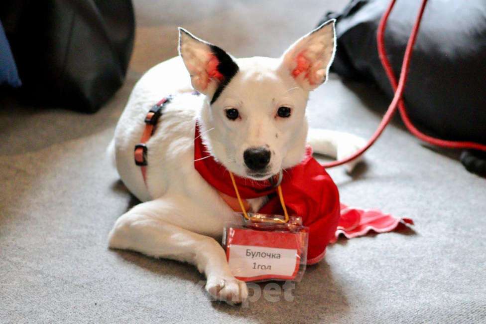 Собаки в Санкт-Петербурге: Очень красивая и добрая собака ищет дом Девочка, Бесплатно - фото 1