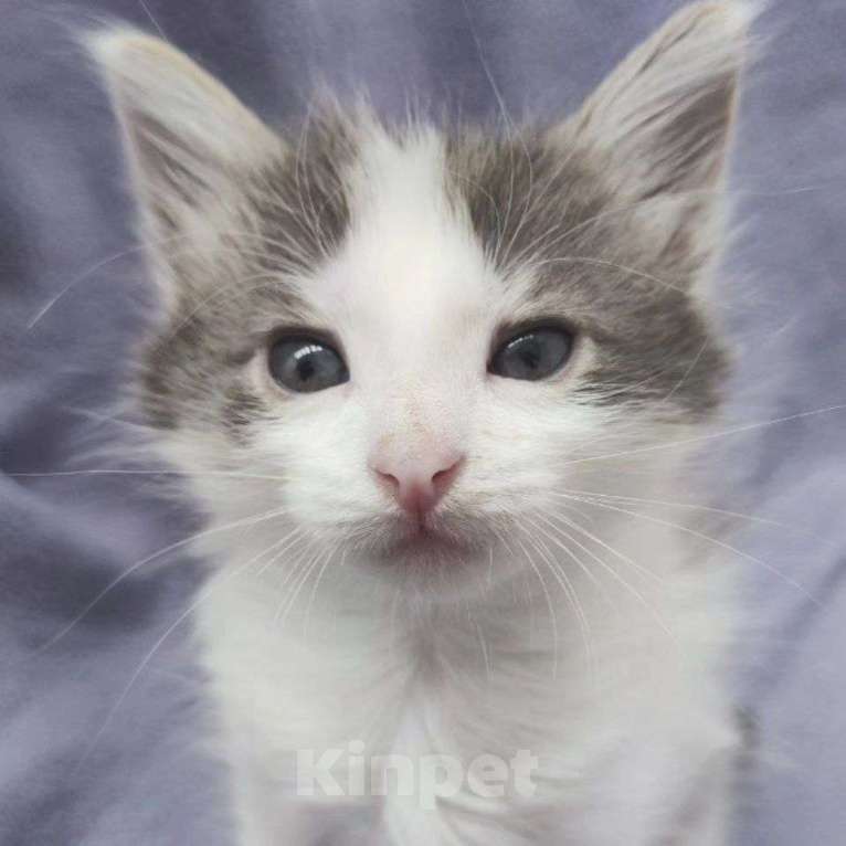 Кошки в Москве: Пушистый котенок Кекс  Мальчик, Бесплатно - фото 2