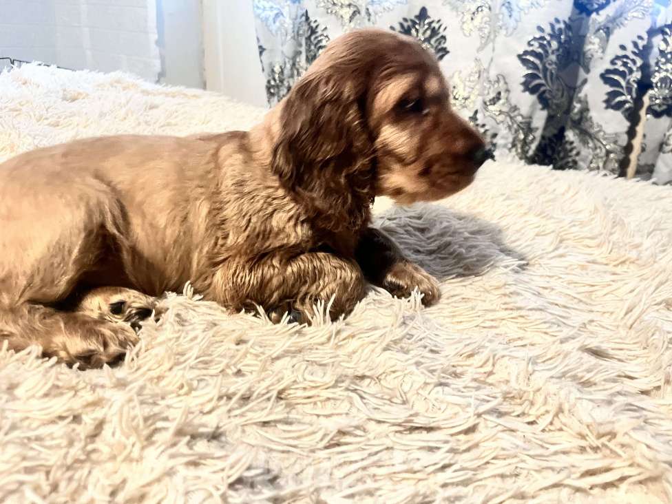 Собаки в Одинцово: Кокеры Мальчик, Бесплатно - фото 1