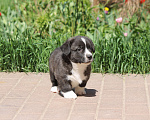 Собаки в Одинцово: Вельш Корги Кардиган Мальчик, 50 000 руб. - фото 3