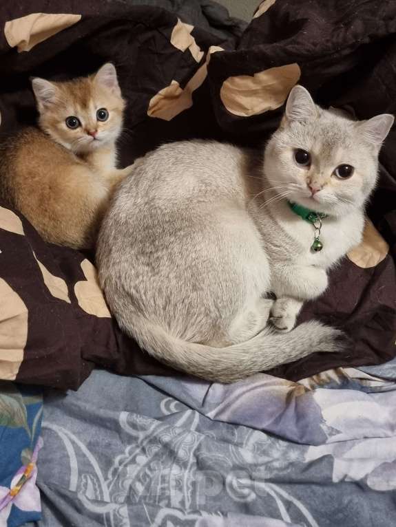 Кошки в Москве: Золотая шиншилла  Девочка, 20 000 руб. - фото 2