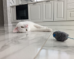 Кошки в Москве: Кошечка в добрые руки Девочка, Бесплатно - фото 5