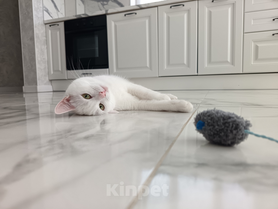 Кошки в Москве: Кошечка в добрые руки Девочка, Бесплатно - фото 5