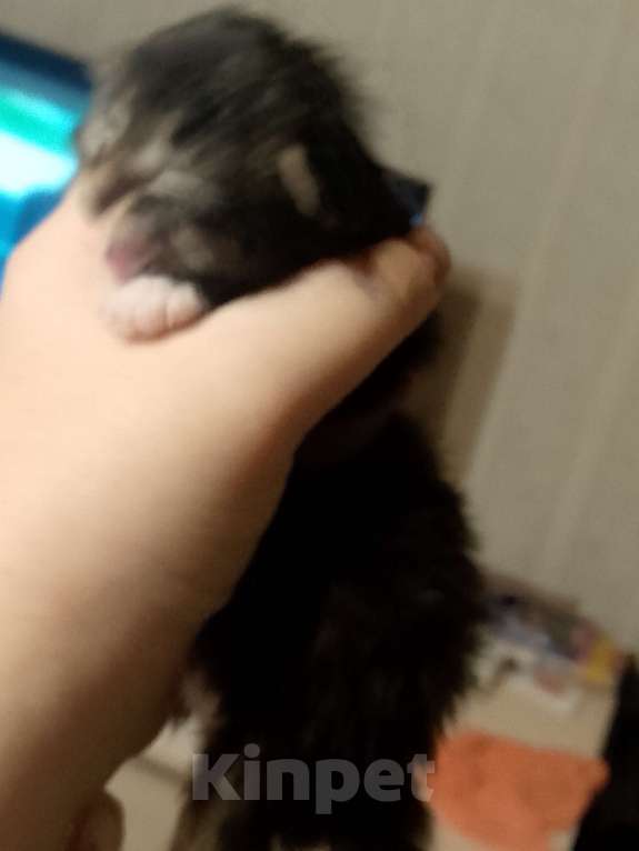 Кошки в Кирове: Продаю котят по 2500 на стерилизацию кошки  Мальчик, 2 500 руб. - фото 1