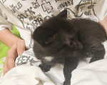Кошки в Мытищах: Котики в добрые руки Мальчик, Бесплатно - фото 3