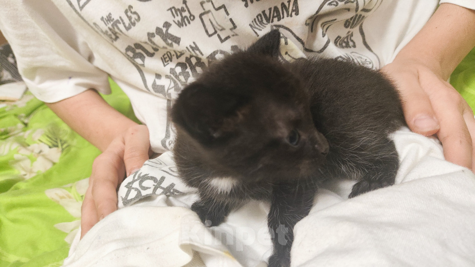 Кошки в Мытищах: Котики в добрые руки Мальчик, Бесплатно - фото 3