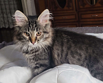 Кошки в Краснодаре: Потерялся котёнок, в районе ул.40 лет победы, 41. Зовут Дёма Мальчик, 1 000 руб. - фото 3