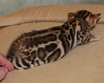 Кошки в Москве: Бенгальская кошечка. Девочка, 60 000 руб. - фото 1