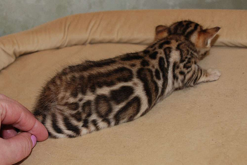 Объявление: Бенгальская кошечка., 60 000 руб., Москва