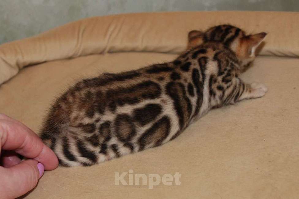 Кошки в Москве: Бенгальская кошечка. Девочка, 60 000 руб. - фото 1