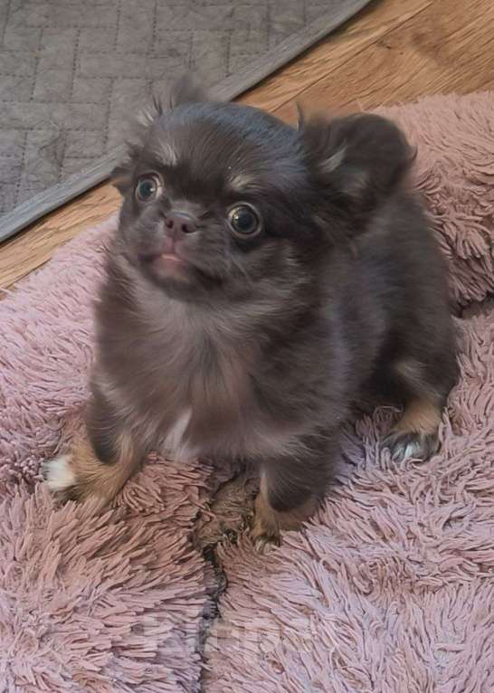 Собаки в Москве: 🐕 Предлагается вязка: шикарный длинношерстный кобель чихуахуа, ровный голубой окрас Мальчик, 10 000 руб. - фото 9