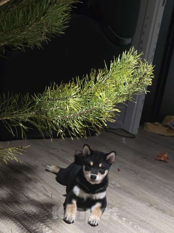 Собаки в других городах Московской области: В продаже  щенок сиба ину  Мальчик, 50 000 руб. - фото 3